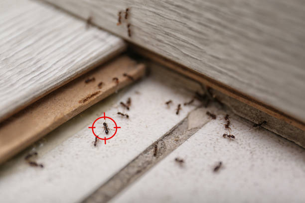 Best Residential Pest Control  in River Ridge, LA