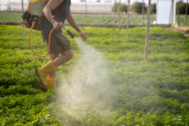 Best Local Pest Control Services  in River Ridge, LA