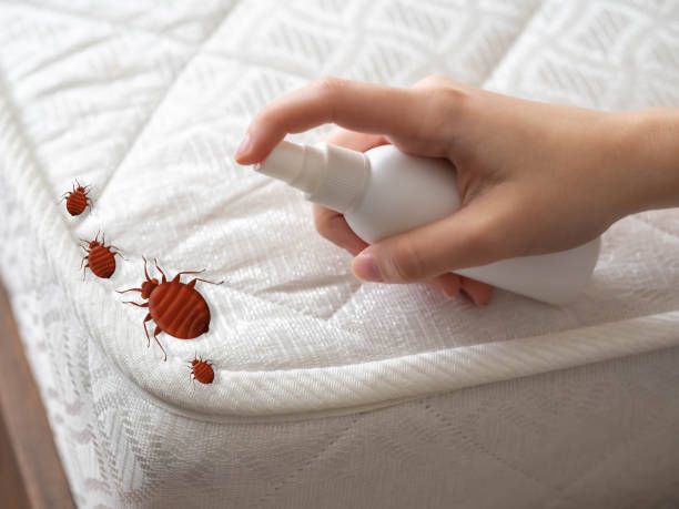 Best Flea Control Services  in River Ridge, LA