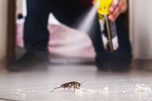 Reliable River Ridge, LA Pest Control Solutions