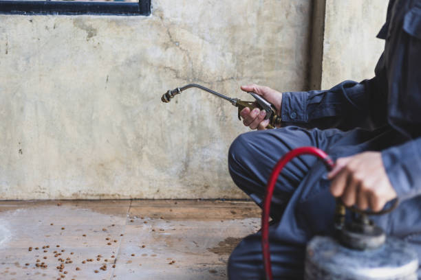 Best Affordable Pest Control Services  in River Ridge, LA